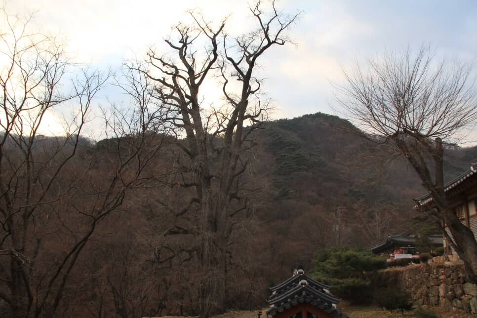 100대 명산 등산하기 다섯번째 유명할 만큼 아름다운 산 유명산 신령스러운 전설과 자연미&amp;#44; 역사문화가 어우러진 산 용문산 연계 산행 