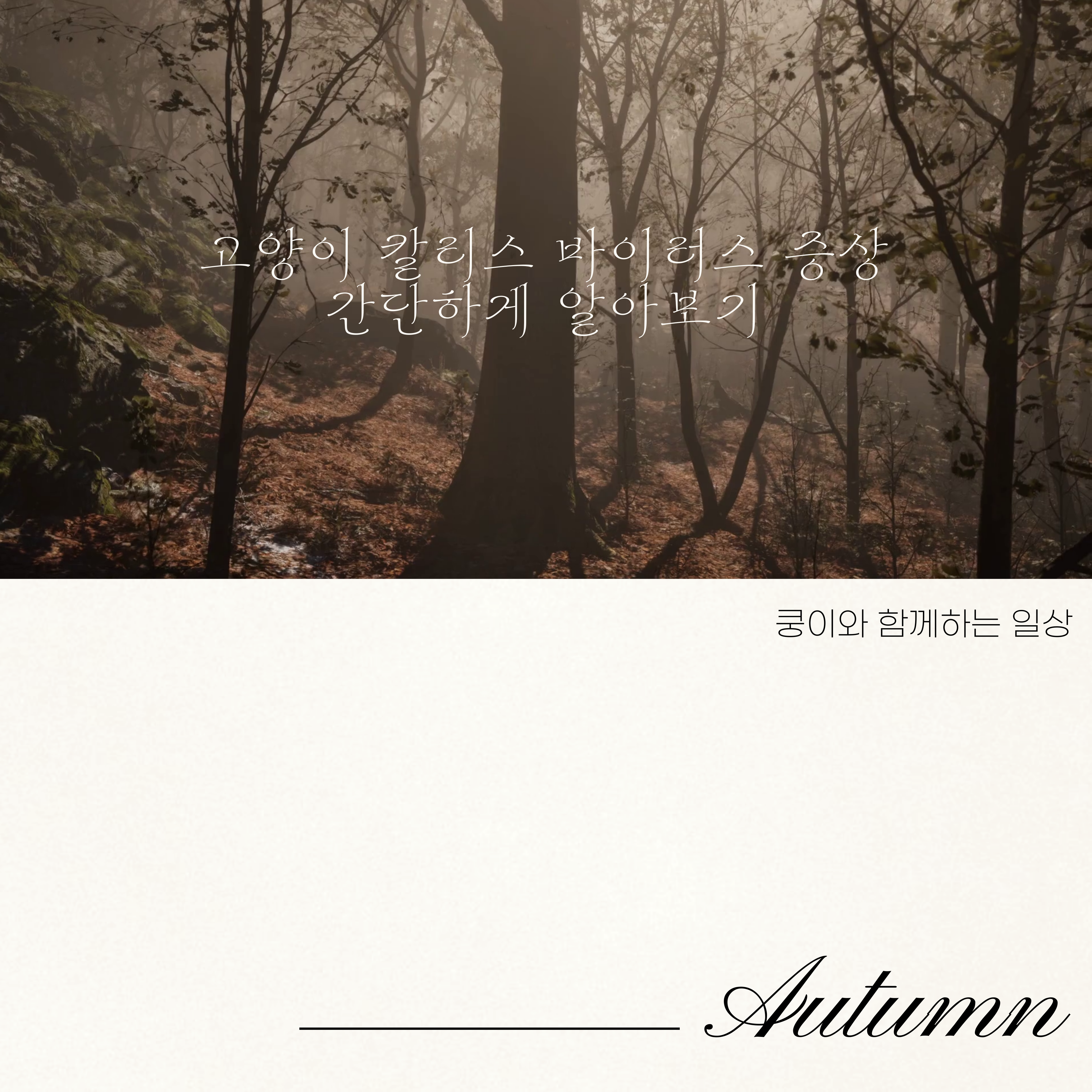 고양이 칼리스 바이러스 증상 간단하게 알아보기