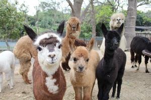 가오슝 여행 추천 가오슝 수산동물원