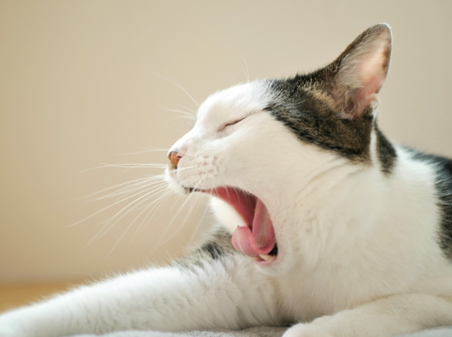 하품하는-고양이