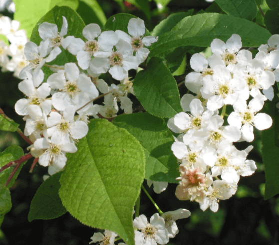 귀룽나무 포토 꽃 꽃말 열매 잎 묘목 사러가기