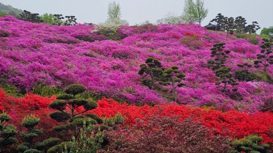 완주 화산 꽃동산 & 감성여행 (꽃명소, BTS성지) 사진