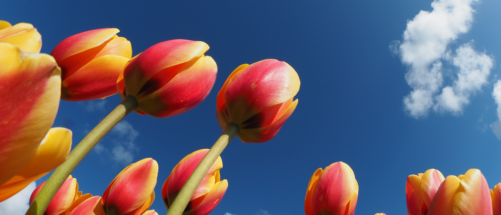 태안 튤립 축제