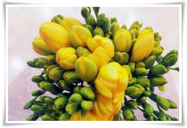 "프리지아" 봄을 알리는 황금빛 향기, 그 매력과 재배의 모든 것!