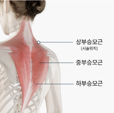 등 운동(Back Workout)에 대한 모든 것,