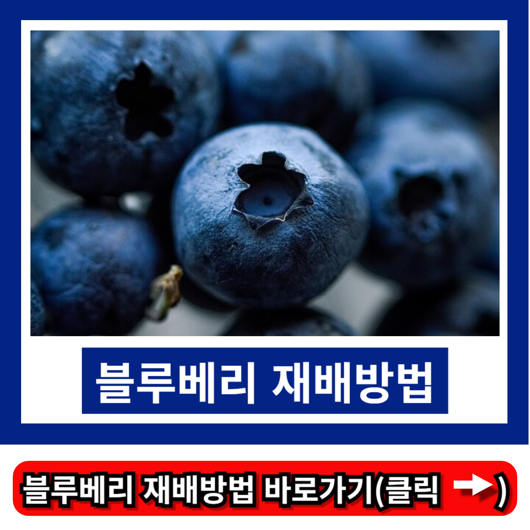 블루베리 재배방법