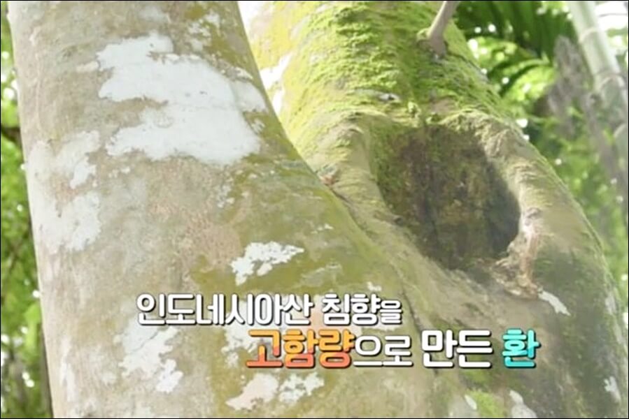 광동 침향환 가격 효능 총정리