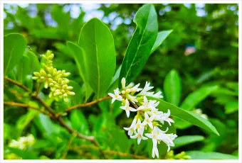 진한 향기에 취해버리는 이 꽃 산책로 옆 울타리 쥐똥나무_20