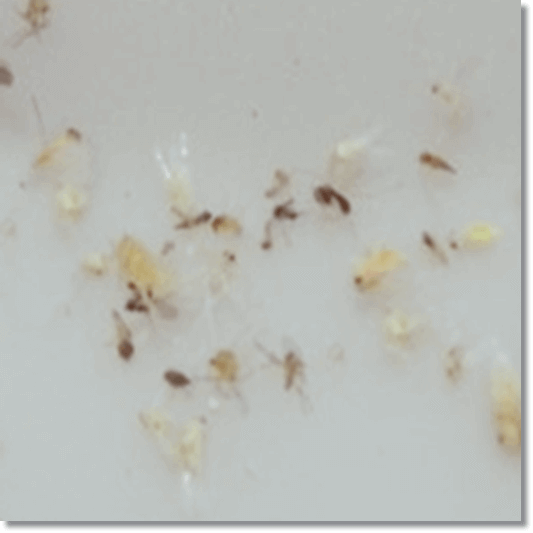 먼지다듬이 특성