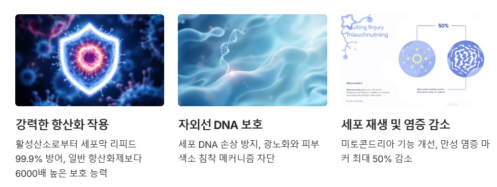 항산화효과와 노화방지