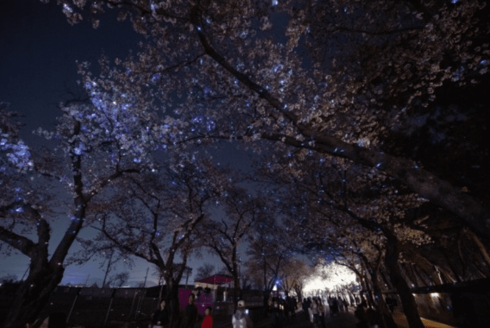 경주 벚꽃축제 대릉원돌담길 축제 일정 행사 공연 주차 개화 시기