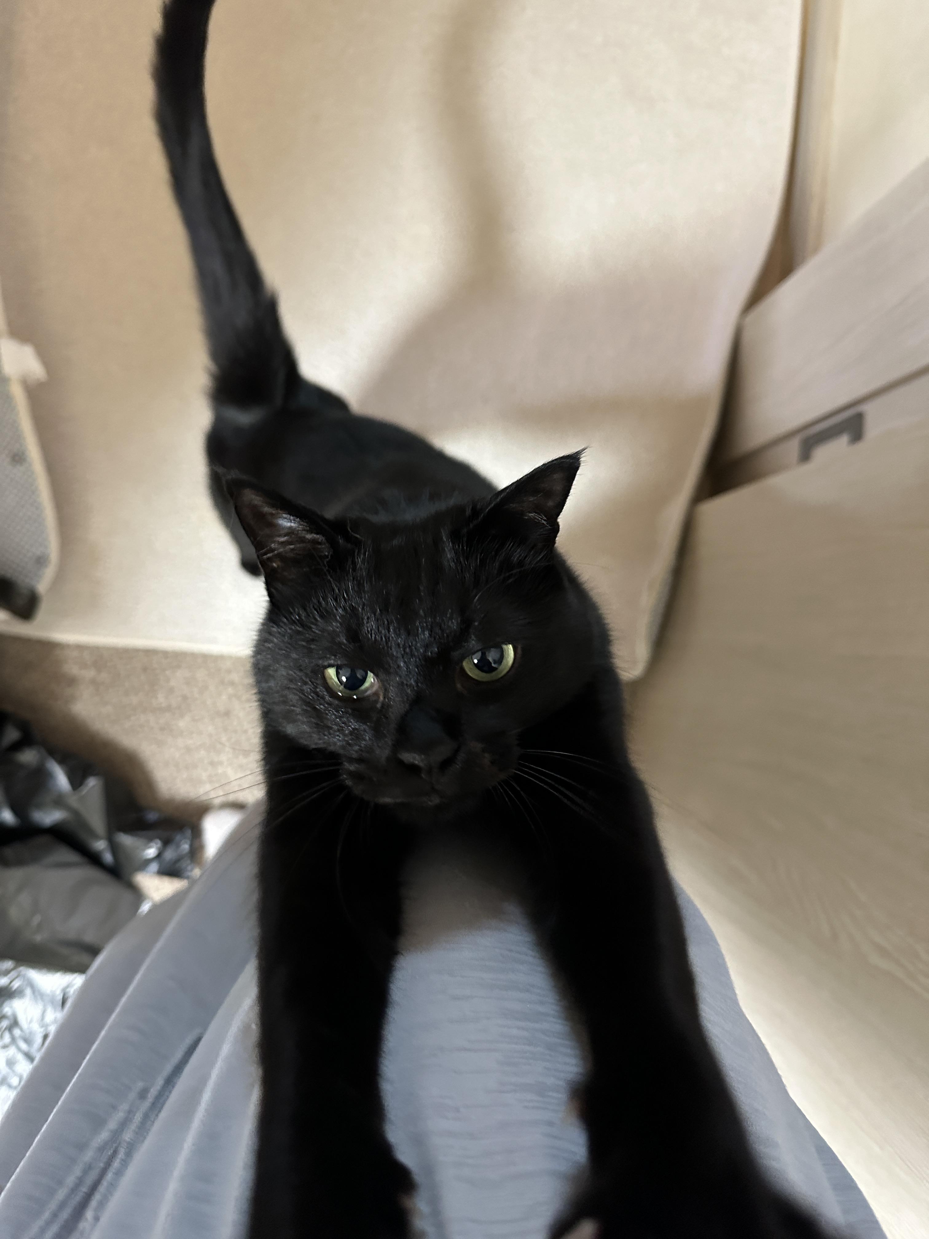 5월의 고양이들 화장실 모래 전체 갈이 (feat. 건이, 루디, 루나)