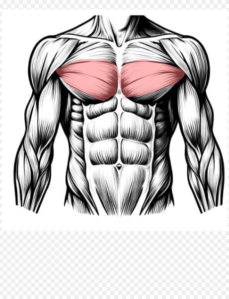 가슴 통증을 느끼는 신체 부위