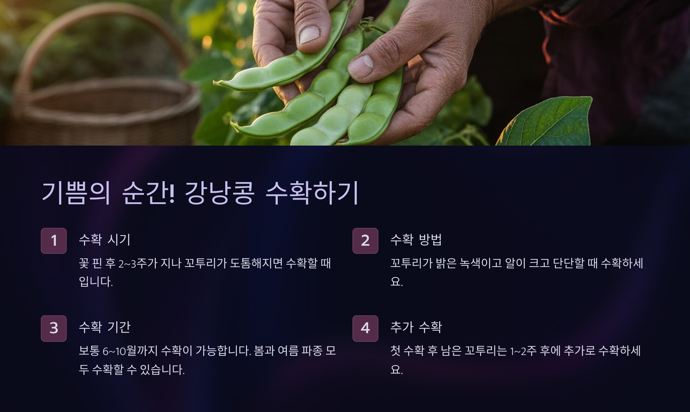 기쁨의 순간! 강낭콩 수확하기 🧺