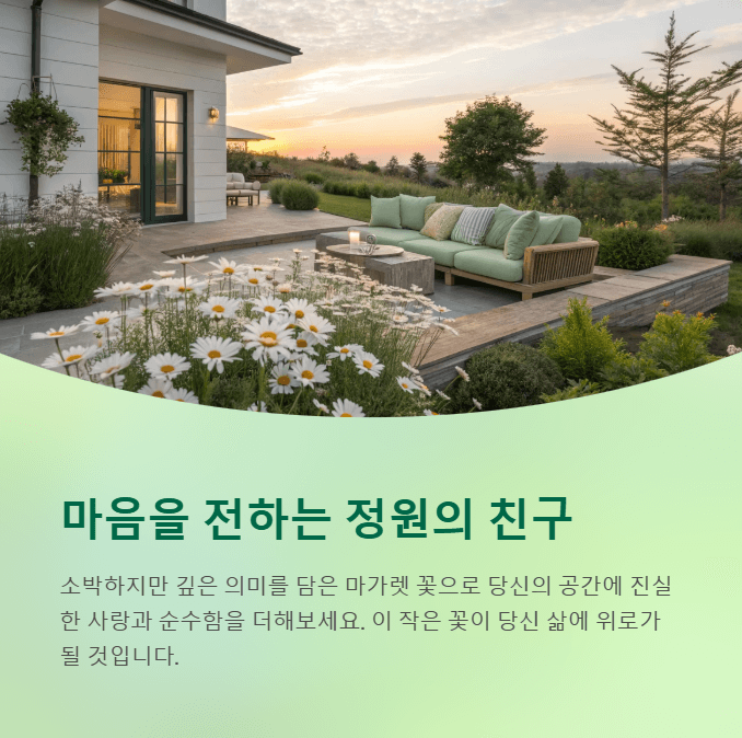 마가렛 꽃
