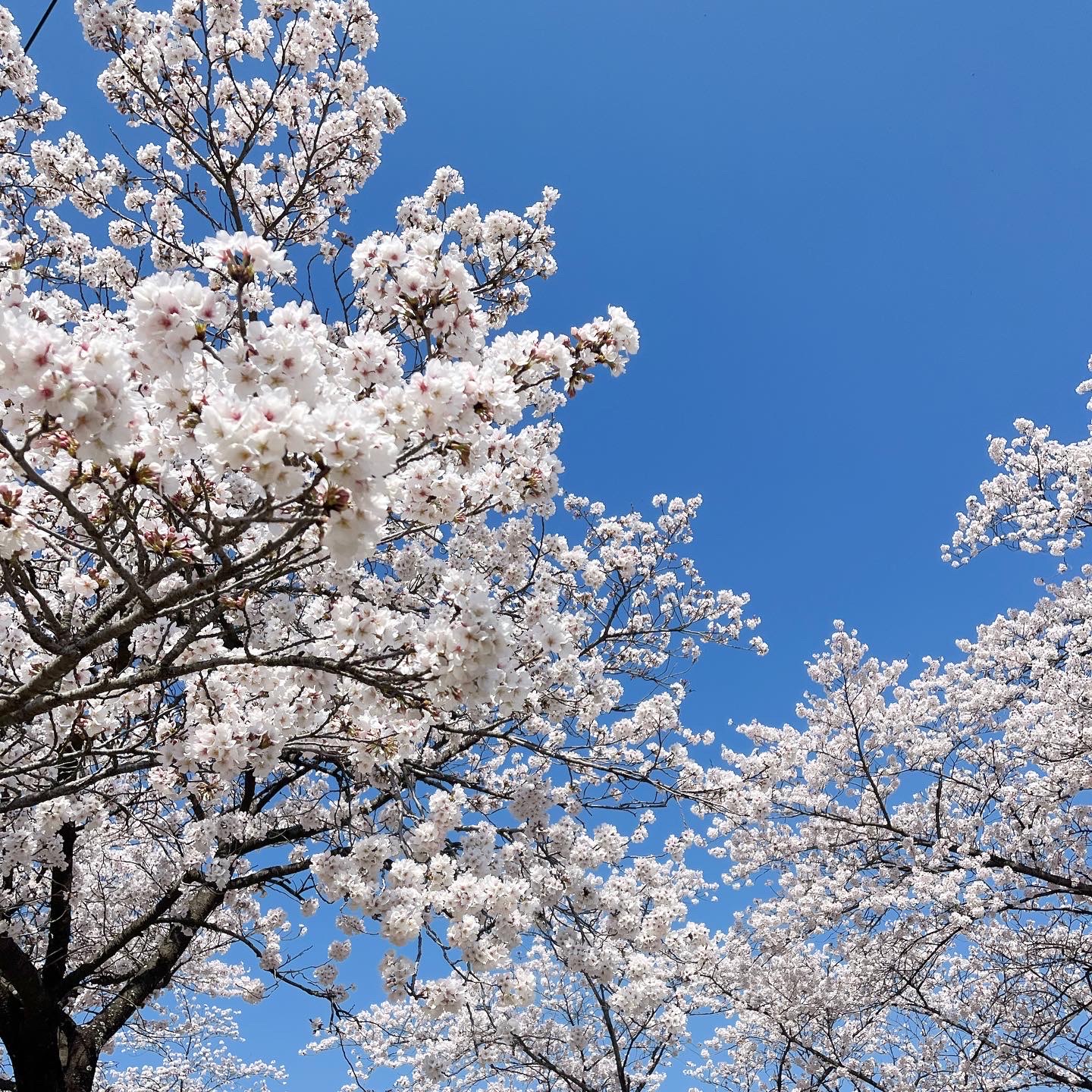 봄, 벚꽃과 파란하늘