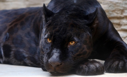 여행에서 만날 수 있는 희귀동물, 생태 여행 추천