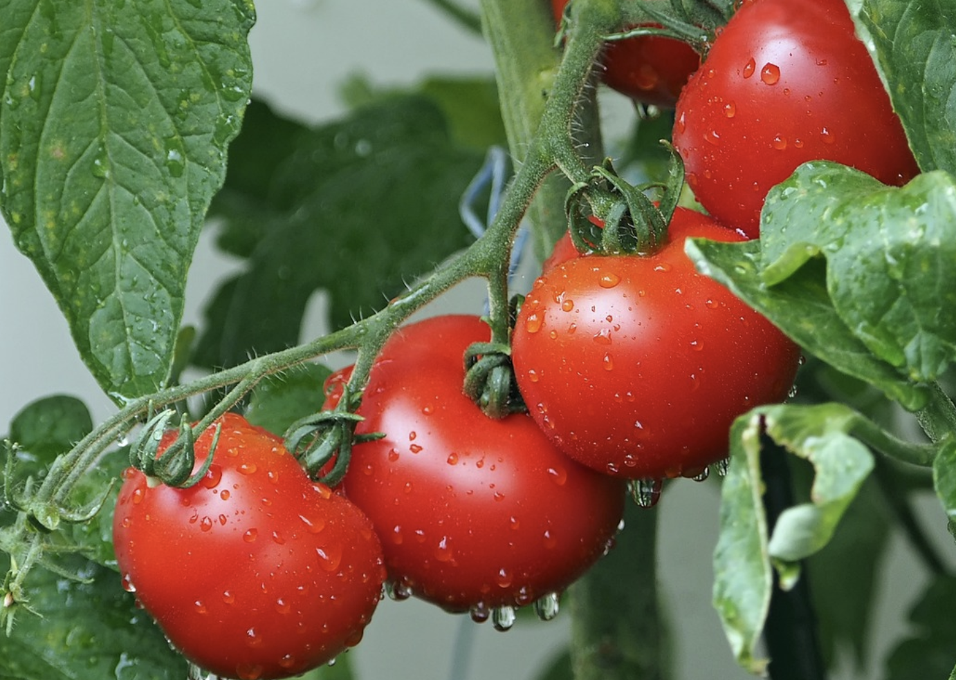 토마토-보관방법-항산화-리코펜-라이코펜