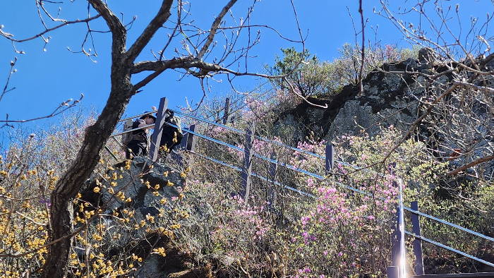 아름다운 진달래 등산길