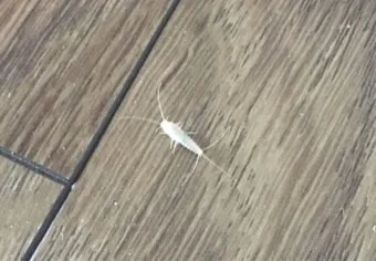 좀벌레 생기는 원인과 퇴치법 하얀벌레 제거 방법_22