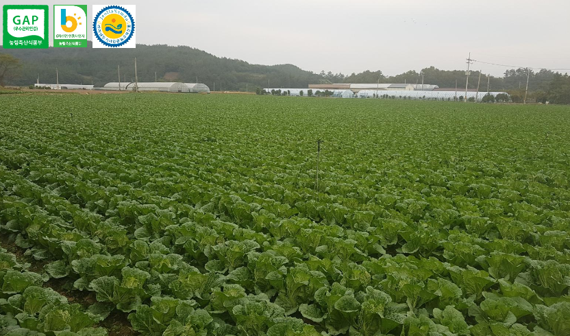 농부삼촌영농조합법인 해남배추