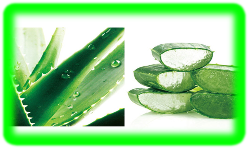 변비에 도움을 주는 음식 알로에