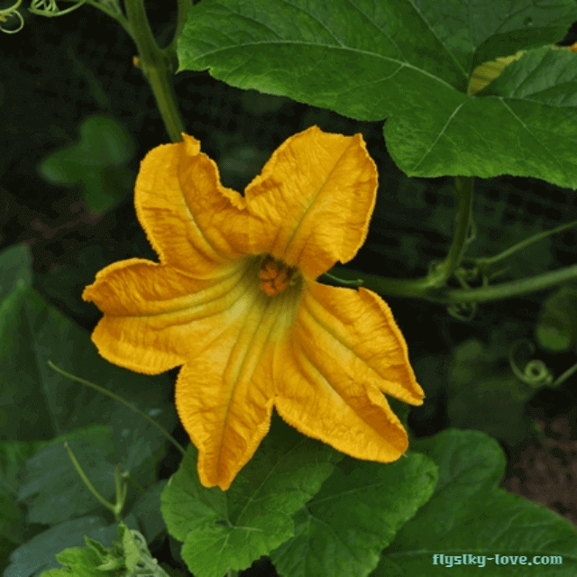 부종 개선에 효과적인 호박꽃