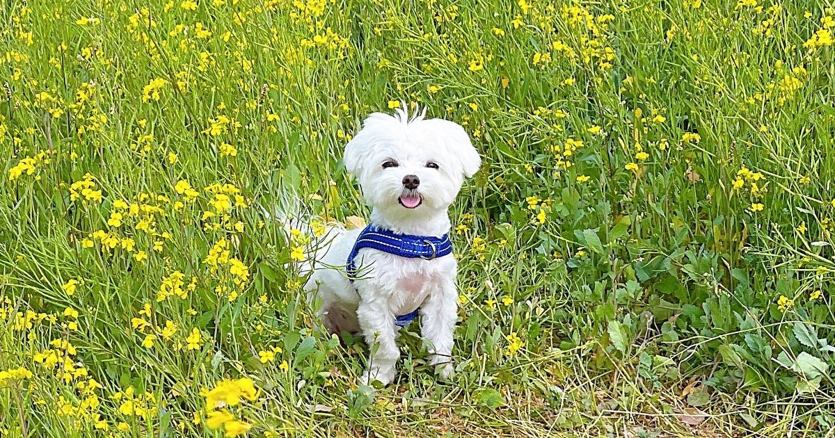 헐떡거리는-강아지