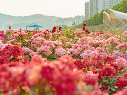 2024 울산대공원 장미축제 행사일정, 축제장 지도