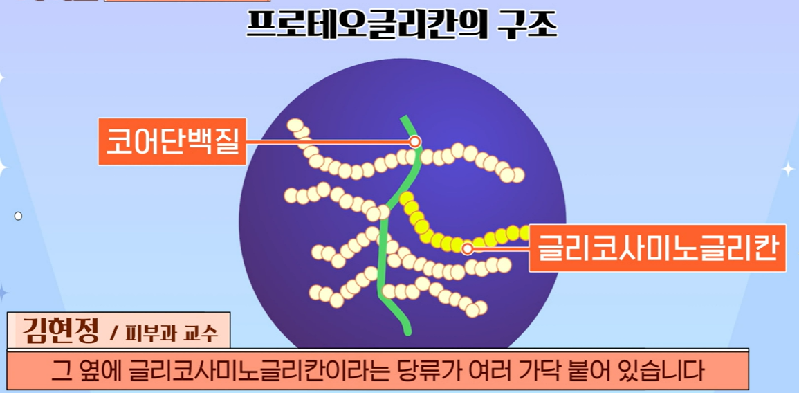 프로테오글리칸