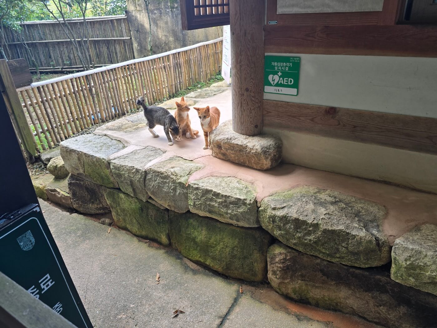 어린 고양이 3마리 2