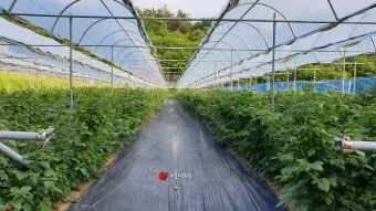 복분자 재배 지주 세우기 가지치기 병해 예방_10