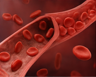 아르기닌의 효능