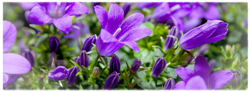 캄파눌라 캄파눌라 꽃말