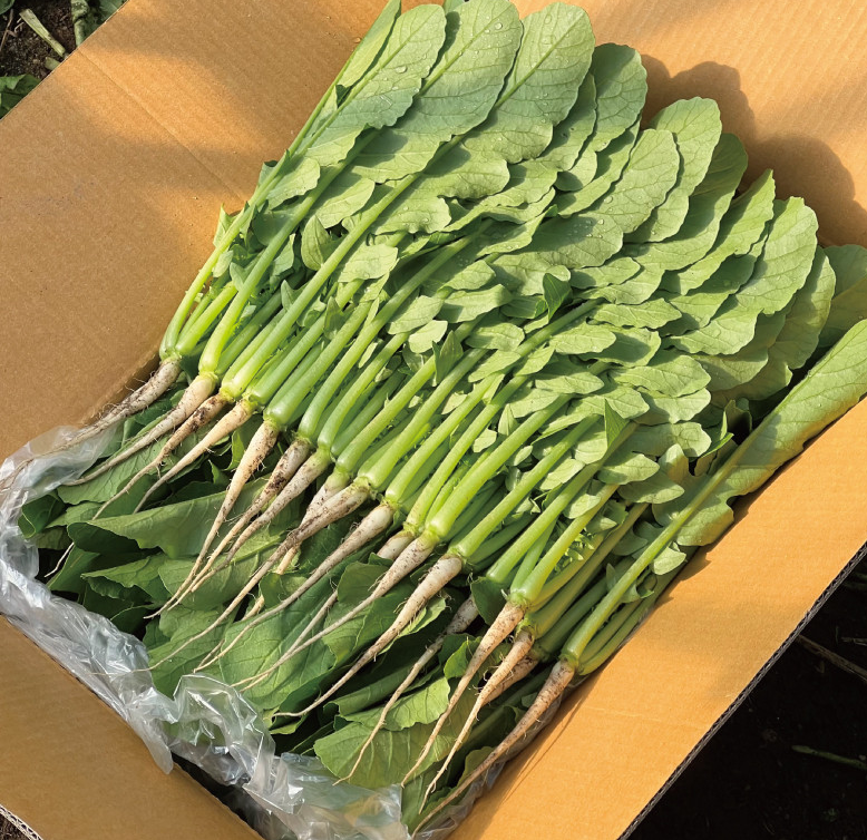 포천 싱싱팜 열무 얼갈이 주문 방법