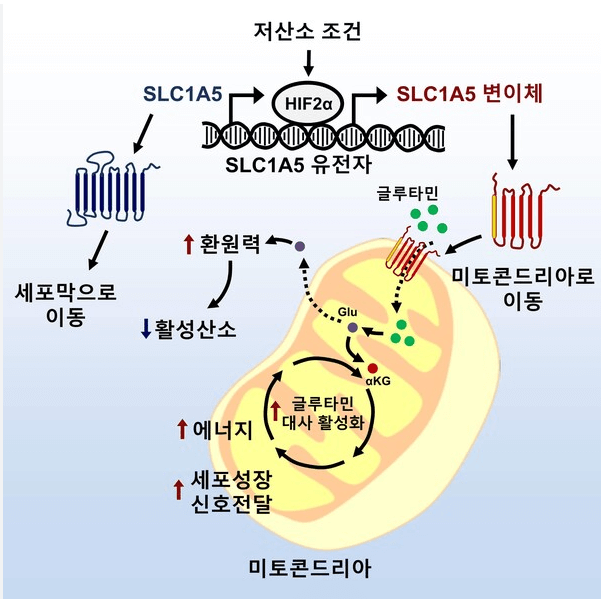 활성산소 제거하는 음식과 영양소