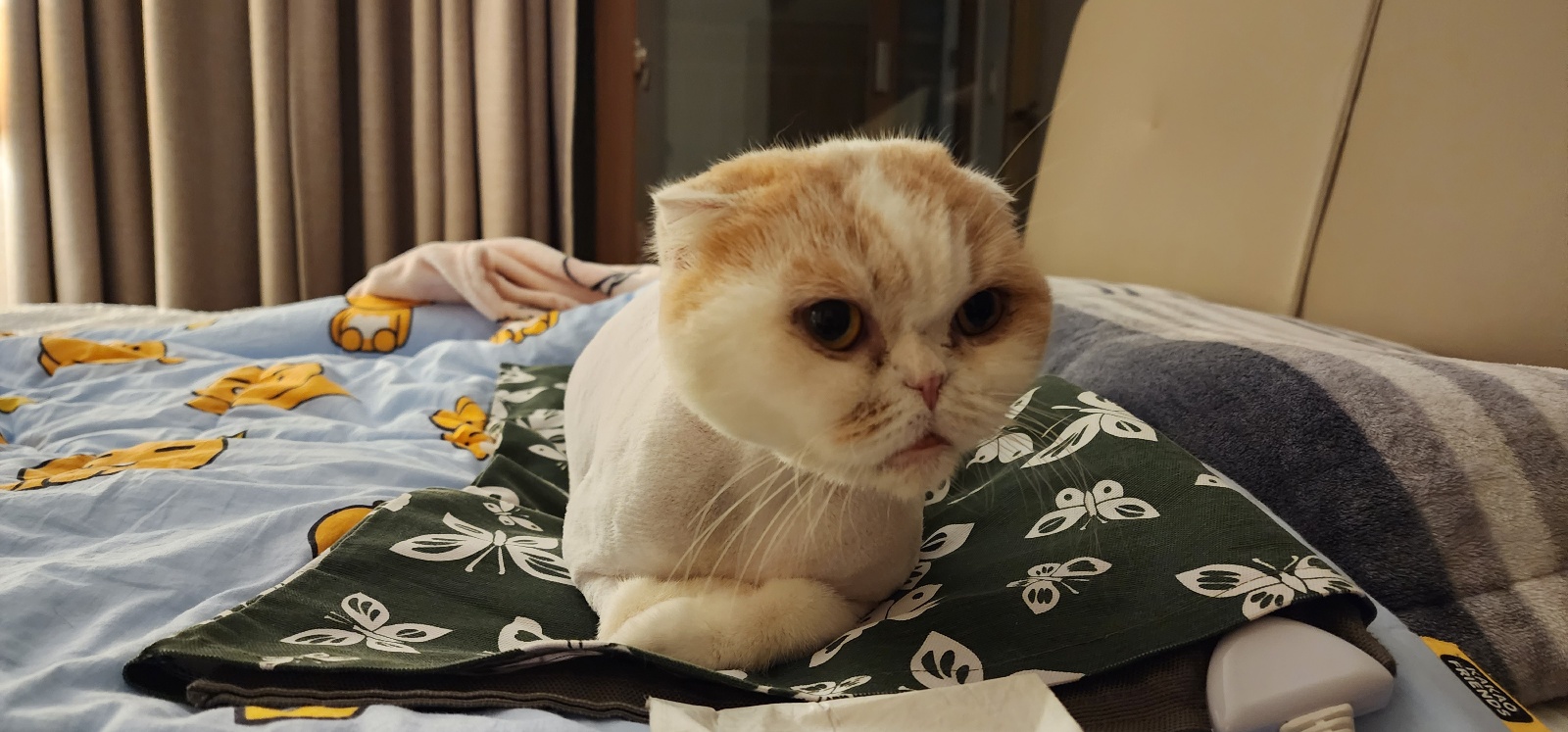 고양이
