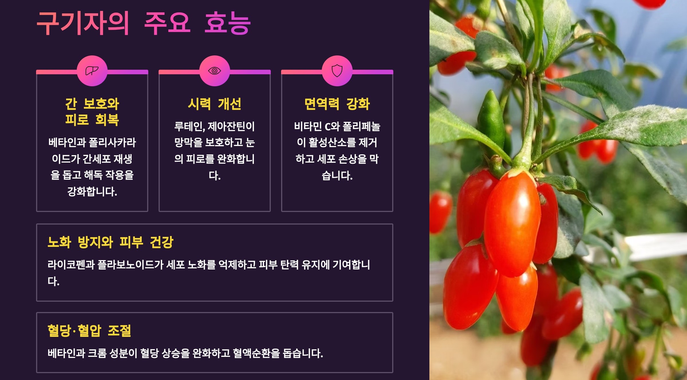 구기자 효능