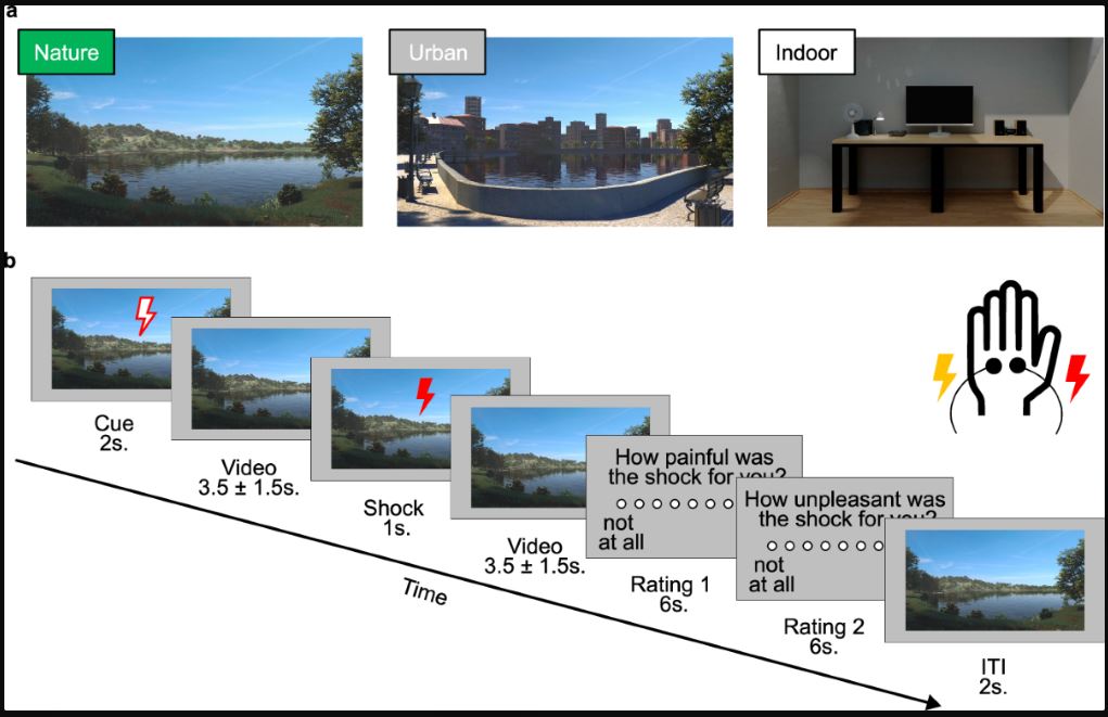 ์์ฐ์ ์น์ ๋ ฅ: ๋ ์ ๊ฒฝ ํ๋ ๋ณํ๋ฅผ ํตํ ์ก์ฒด์ ํต์ฆ ์ํ ํจ๊ณผ์ ๊ณผํ์ ์ฆ๋ช