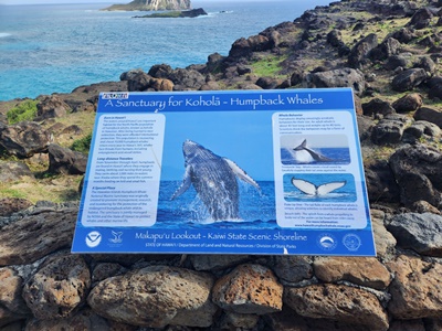 마카푸우전망대고래