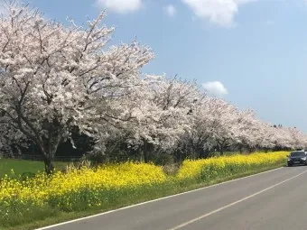 제주 벚꽃 명소 추천 아무도 모르는 명소_4