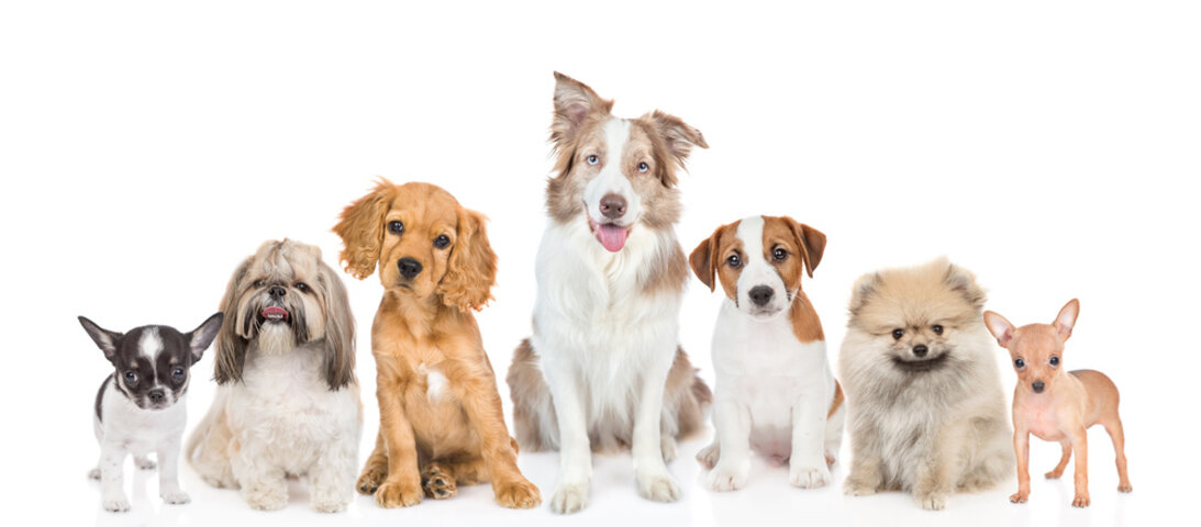 주의해야 할 강아지 알레르기 증상