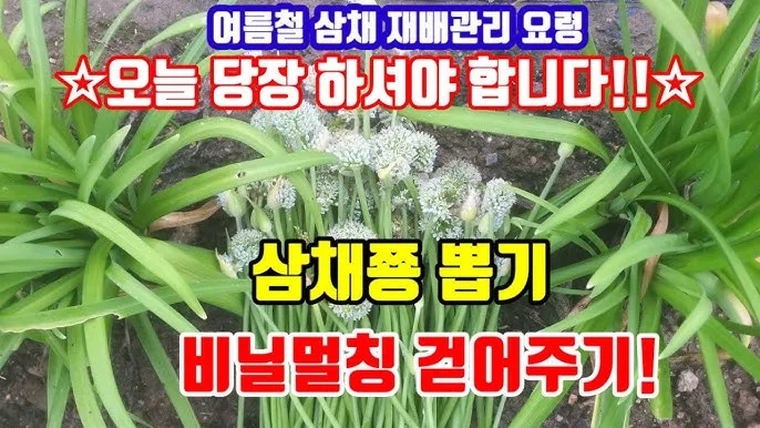 삼채 재배 모종 활착 통풍 확보 잎 수확 반복_7