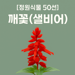 깨꽃으로 정원에 생기를