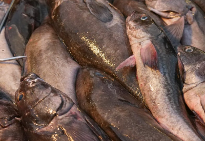 명태 이름 종류