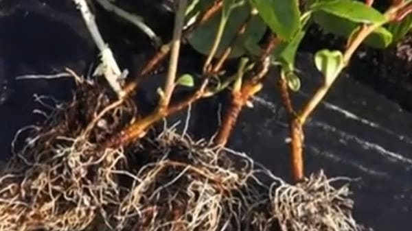 오미자-번식방법-실생번식-파종시기-파종방법