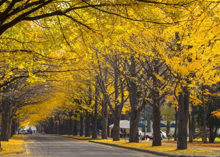 오도리 공원