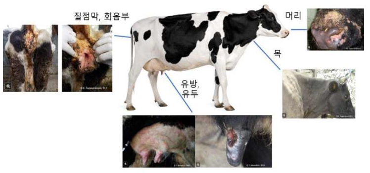 럼피스킨병 증상 럼피스킨병 발생현황 백신