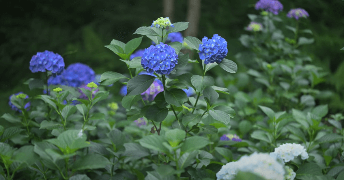 2025 강진 수국길 축제 : 축제 개요부터 방문 팁까지 총정리