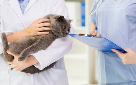 병원에 있는 고양이.